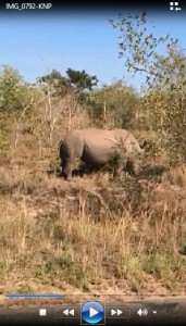 Kruger National Park Safaris