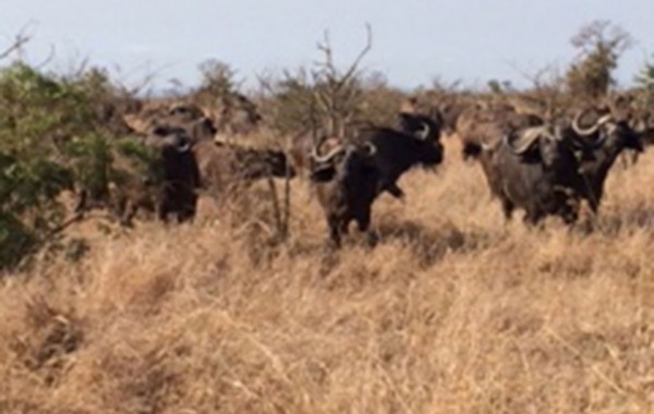 Blue Wildebeest in Kruger National Park