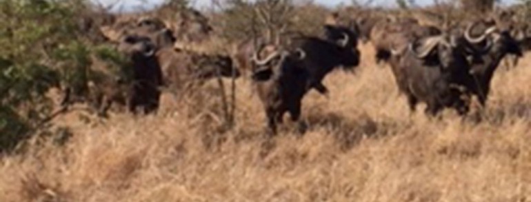 Blue Wildebeest in Kruger National Park